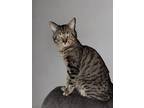 Adopt Bubba a Tiger Striped Tabby / Mixed (short coat) cat in Lawrenceville