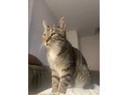 Adopt Toot a Gray, Blue or Silver Tabby Tabby / Mixed (medium coat) cat in