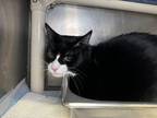 Adopt Meeza Meow a Domestic Shorthair cat in Roanoke, VA (41263095)