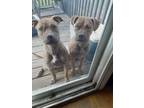 Adopt Nyx and Betty a Brindle American Pit Bull Terrier / Boxer / Mixed dog in