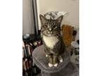 Adopt Theo a Brown Tabby Egyptian Mau / Mixed (short coat) cat in New Orleans