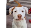 Adopt Babs a White - with Red, Golden, Orange or Chestnut Pit Bull Terrier /