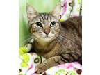 Adopt Tiggy a Brown Tabby Domestic Shorthair (short coat) cat in Seminole Blvd