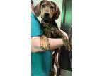 Adopt Leoma a Brindle Hound (Unknown Type) / Mixed Breed (Medium) / Mixed (short
