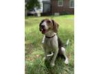 Adopt Penny a Gray/Blue/Silver/Salt & Pepper Beagle / Mixed dog in Columbus