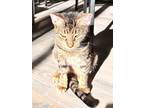 Adopt Ladybug a Gray, Blue or Silver Tabby Tabby / Mixed (short coat) cat in Los