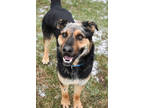 Adopt Dos a Black Shepherd (Unknown Type) / Mixed dog in Park Rapids