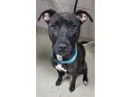 Adopt Willow a Black American Pit Bull Terrier / Mixed Breed (Medium) / Mixed