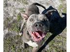 Adopt Chapo a Gray/Blue/Silver/Salt & Pepper Terrier (Unknown Type