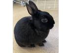 Adopt Yoshi a Black Havana / Dwarf / Mixed (short coat) rabbit in Burton