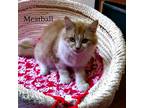 Adopt Meatball a Orange or Red Domestic Longhair / Domestic Shorthair / Mixed