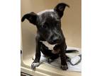 Adopt LUCKY a Black Mixed Breed (Medium) / Mixed dog in Natchez, MS (41019668)