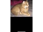 Adopt Paris a Orange or Red Tabby Domestic Shorthair / Mixed (short coat) cat in