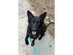 Adopt Zoodle a Border Collie / Labrador Retriever / Mixed dog in Lansing