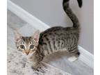 Adopt Oliver a Gray, Blue or Silver Tabby Domestic Shorthair (short coat) cat in