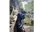 Adopt Odin a Brindle Cane Corso / Mixed dog in Utica, MN (40889337)