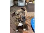 Adopt Pepper a Brindle Mixed Breed (Medium) / Mixed dog in Grand Haven