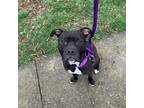 Adopt Mark a American Staffordshire Terrier / Mixed dog in Raleigh