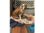 Adopt Amber a Tan/Yellow/Fawn - with White American Pit Bull Terrier / Mixed dog