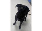 Adopt Phoebe a Black Retriever (Unknown Type) / Mixed dog in Gulfport