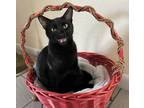 Adopt Captain Hook a Black (Mostly) Bombay cat in St. Petersburg, FL (40966429)