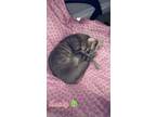 Adopt Lucky a Gray, Blue or Silver Tabby Domestic Shorthair / Mixed (short coat)