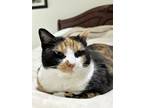 Adopt Sasha a Calico or Dilute Calico Calico / Mixed (medium coat) cat in