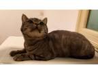 Adopt Zoya a British Shorthair cat in Annapolis, MD (41264383)