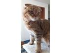 Adopt Velma a Scottish Fold cat in Annapolis, MD (41264382)