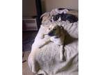 Adopt Sosa a Tan/Yellow/Fawn Mutt / Mixed dog in Lancaster, CA (41264380)