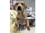 Adopt Pollie a Tan/Yellow/Fawn Terrier (Unknown Type, Medium) / Mixed Breed