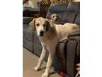 Adopt Lucy a White - with Brown or Chocolate Great Pyrenees / Labrador Retriever
