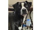 Adopt Hambone a Brindle Mountain Cur / Mixed dog in Tulsa, OK (41264326)