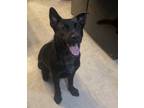 Adopt Lefty a Black Australian Cattle Dog / German Shepherd Dog / Mixed dog in