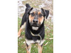 Adopt Uno a Black Shepherd (Unknown Type) / Mixed dog in Park Rapids