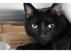 Adopt Hogan a All Black Domestic Shorthair / Domestic Shorthair / Mixed cat in