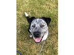 Adopt Hugo a Black - with White Australian Cattle Dog / Mixed dog in Acworth