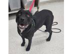Adopt Panther a Black American Pit Bull Terrier / Mixed dog in Indianapolis