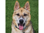Adopt Walden a Tan/Yellow/Fawn German Shepherd Dog / Husky / Mixed dog in