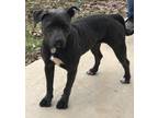 Adopt Lindsey a Black American Staffordshire Terrier / Mixed Breed (Medium) /