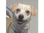 Adopt lightning a Tan/Yellow/Fawn Terrier (Unknown Type, Small) / Mixed dog in