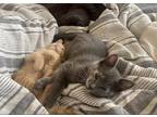 Adopt Vega a Gray or Blue (Mostly) Egyptian Mau / Mixed (short coat) cat in