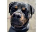 Adopt Beya a Brown/Chocolate - with Black Rottweiler / Mixed dog in French Camp