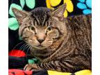 Adopt Digit a Brown Tabby Domestic Shorthair (short coat) cat in Seminole Blvd
