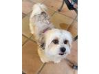 Adopt Abby a White - with Tan, Yellow or Fawn Lhasa Apso / Shih Tzu / Mixed dog