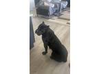 Adopt Kona a Black Cane Corso / Mixed dog in Henderson, NV (41263754)