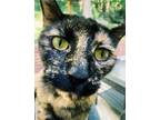 Adopt Azazel a Tortoiseshell Manx / Mixed (medium coat) cat in Cleveland