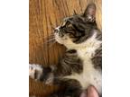 Adopt Sherlock a Brown Tabby Tabby / Mixed (short coat) cat in South Pasadena