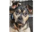 Adopt ROLLIE a Tan/Yellow/Fawn - with Black Shar Pei / Australian Kelpie / Mixed