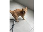 Adopt Pumpkin a Orange or Red Domestic Shorthair / Mixed (short coat) cat in